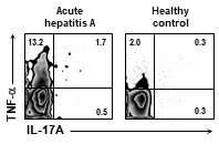 Cellular mechanism for severe viral hepatitis identified