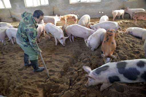 China reports 4th outbreak this month of African swine fever