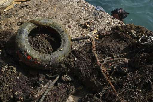 Cleaning the seabed: Divers halt the carnage of 'ghost' nets