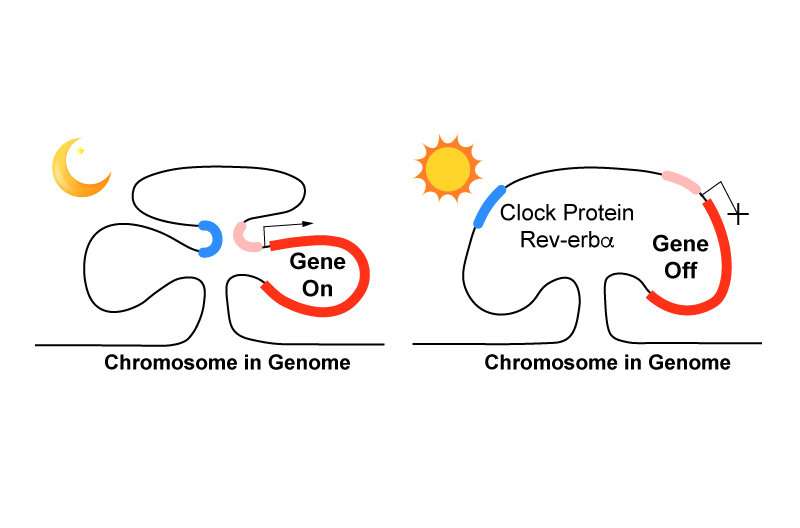 Clock protein controls daily cycle of gene expression by regulating chromosome loops