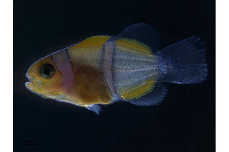 Clown fish: Whence the white stripes?