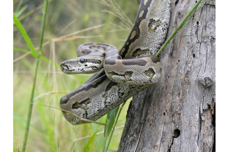 'Cold-blooded' pythons make for caring moms