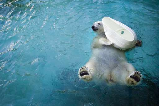 Coldilocks, the oldest captive polar bear in the US, dies