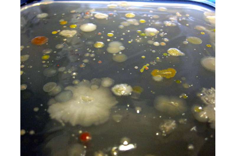 Collecting bacterial communities from puddles helps solve ecosystem riddles