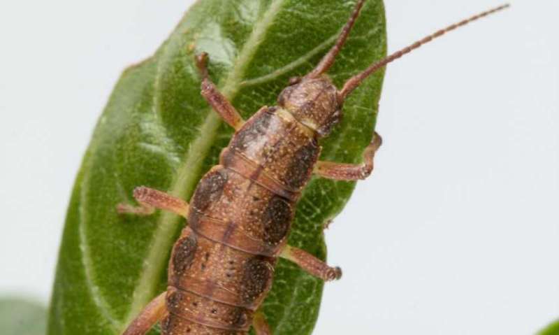 Comes Naturally? Using Stick Insects to Study Natural Selection, Predictability of Evolution