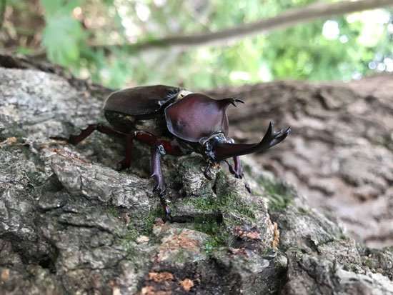 Common genetic toolkit shapes horns in scarab beetles