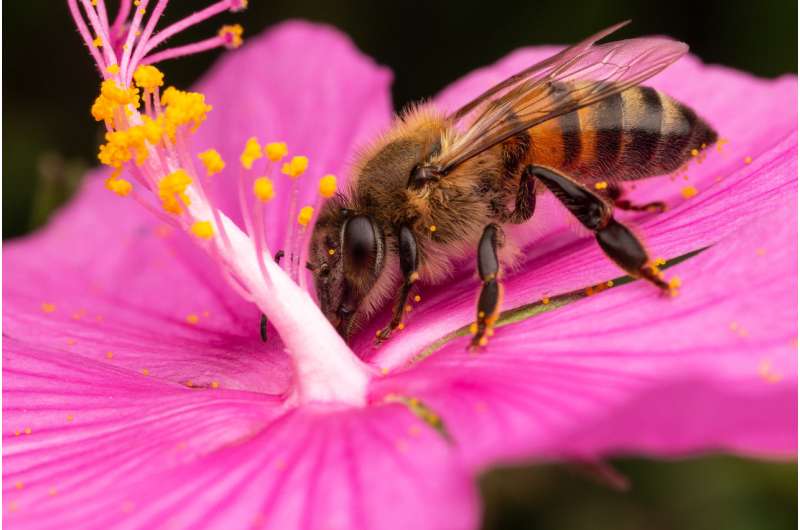 Un herbicida común relacionado con la muerte de abejas