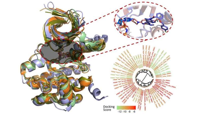 Computer modeling of WNK kinase inhibitors could offer new tools for understanding hypertension
