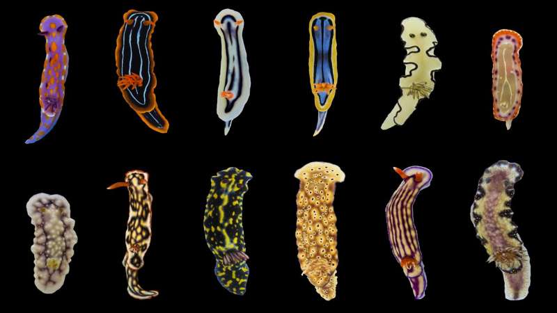Copycat sea slugs vary in toxicity and taste