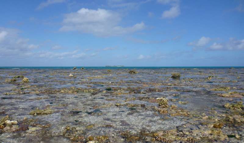 Coral reef experiment shows: Acidification from carbon dioxide slows growth