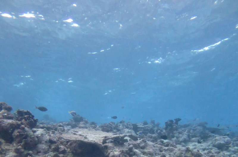 Coral reefs losing ability to keep pace with sea-level rise