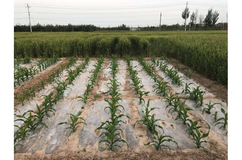 Corn with straw mulch builds yield, soil carbon