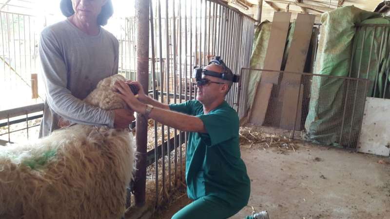 Counting (on) sheep? Promising gene therapy for visually impaired sheep now safe for human trials