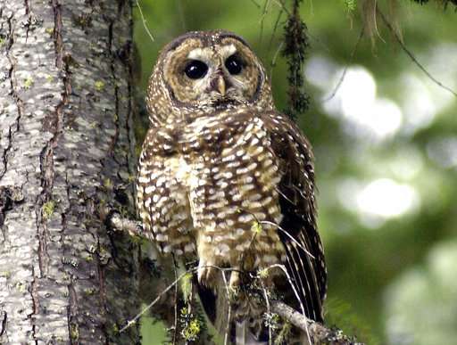Court OKs killing a type of owl to see effect on other owls