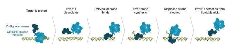 CRISPR diversifies: Cut, paste, on, off, and now—evolve