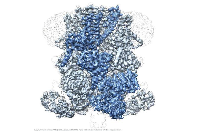Cryo-EM reveals structure of protein responsible for regulating body temperature