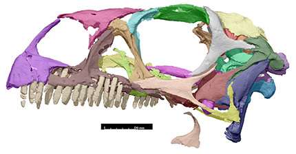 CT-scan study makes it possible to 3-D print the skull of the dinosaur species massospondylus