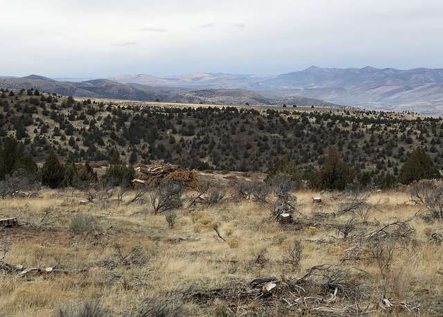Cutting and leaving invasive western juniper may lead to increase in invasive grasses