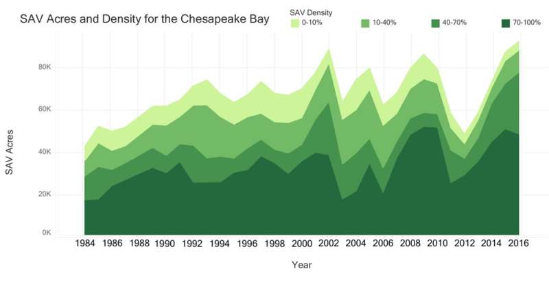 Cutting pollution in the Chesapeake Bay has helped underwater grasses rebound