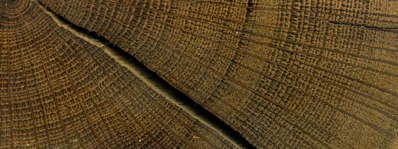 Dating the ancient Minoan eruption of Thera using tree rings