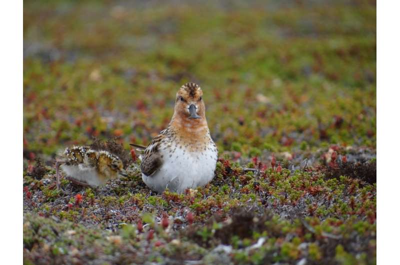 Decline in shorebirds linked to climate change, experts warn