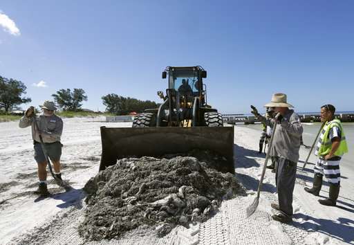 Devastating toxic algae bloom plagues Florida's Gulf Coast