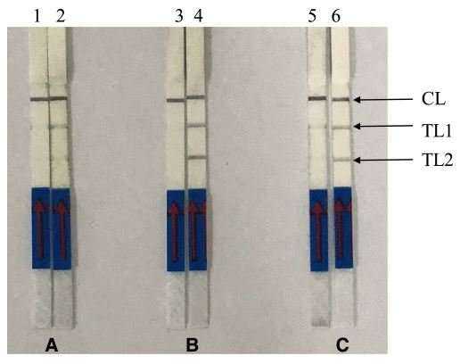 Developing rapid molecular method for the detection of Plasmodium knowlesi