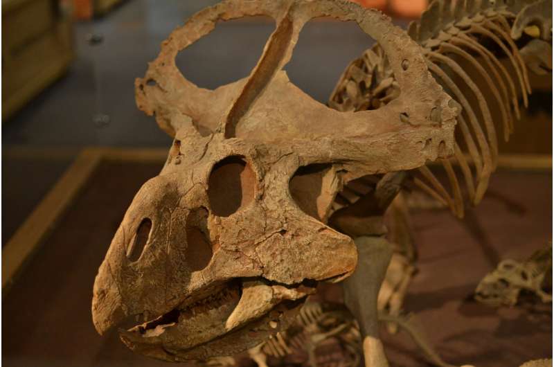 Dinosaur frills and horns did not evolve for species recognition