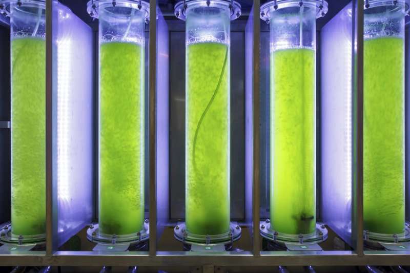 Direct electrolysis has mixed results for extracting fuel sources from microalgae