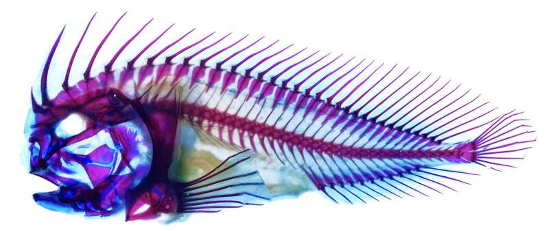 Discovery of switchblade-like defensive system redraws family tree of stonefishes