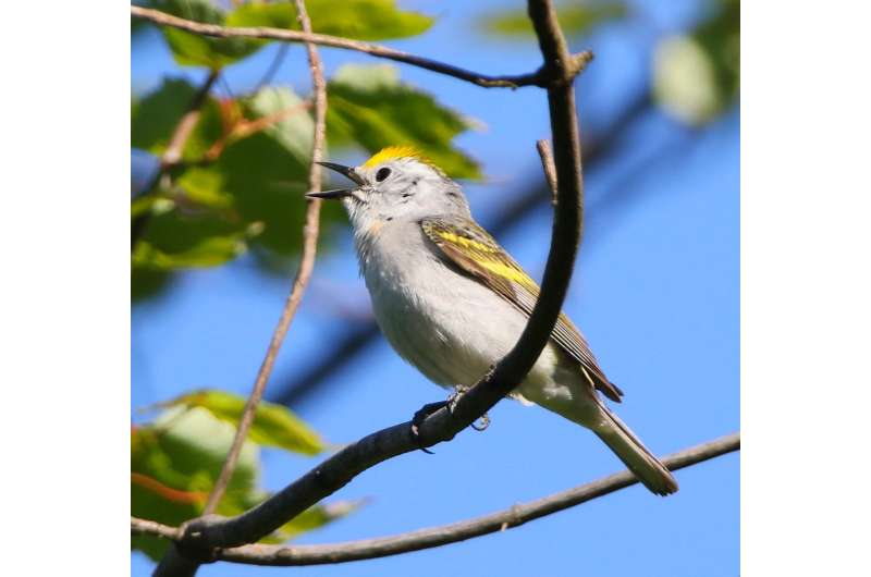 Discovery: Rare three-species hybrid warbler