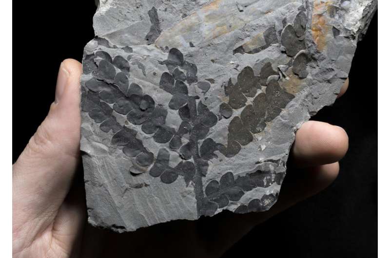 Earliest records of three plant groups uncovered in the Permian of Jordan
