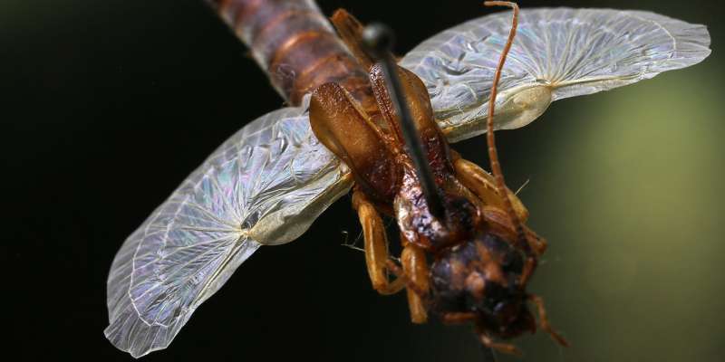 Earwigs and the art of origami