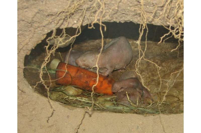 Eating royal poop improves parenting in naked mole-rats