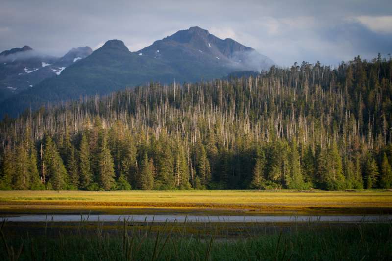 Ecologist finds optimism in Alaskan forests
