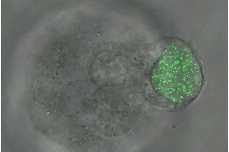 Elastic microspheres expand understanding of embryonic development and cancer cells