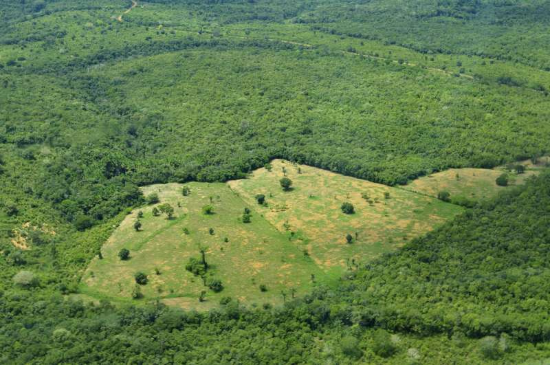 Elections may be a catalyst for deforestation, new research suggests