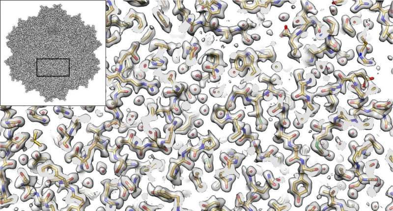 Electron microscopy provides new view of tiny virus with therapeutic potential