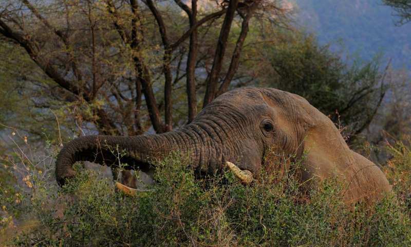 Elephants and ivory – protecting the world’s largest land mammal