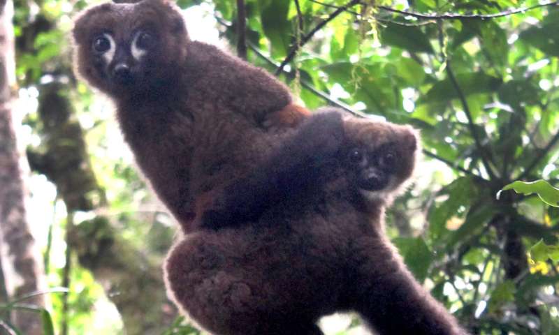 Elevated androgens don't hinder dads' parenting -- at least not in lemurs