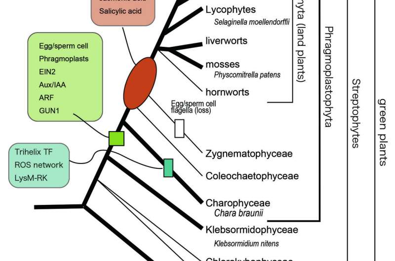 Elucidating the Chara genome: Implications for emergence of land plants in Paleozoic era