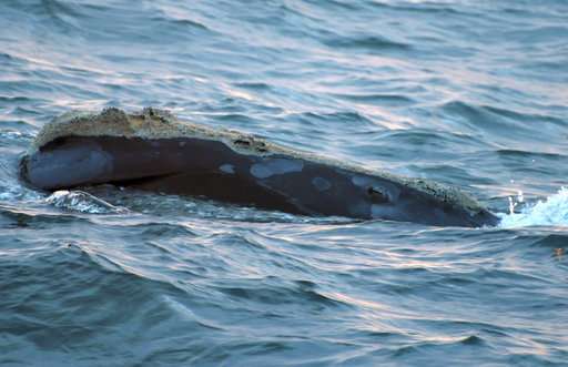 Endangered whale seen off Iceland, 3rd there in 30 years