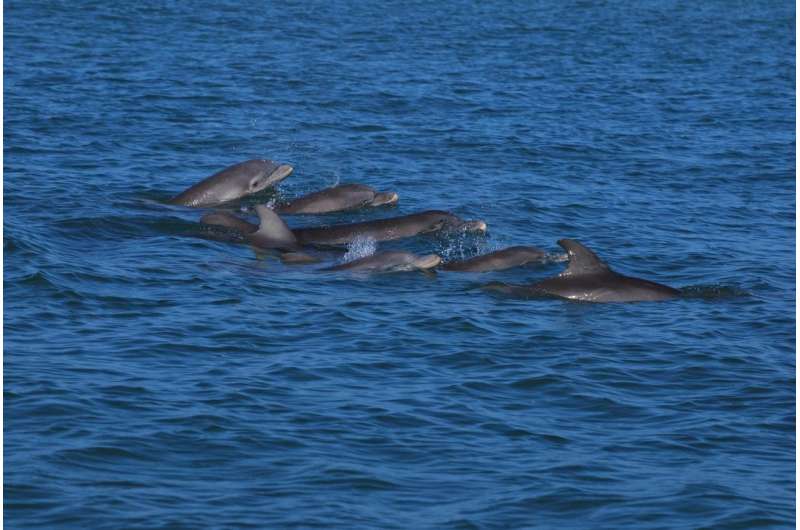 Endocrine disruptors found in bottlenose dolphins
