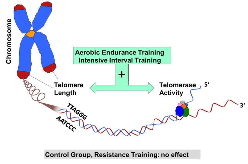 Endurance but not resistance training has anti-aging effects