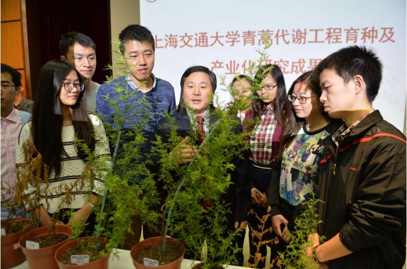 Engineered Chinese shrub produces high levels of antimalarial compound