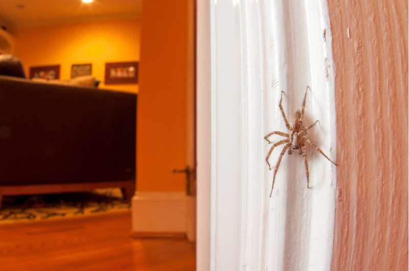 Entomologist explains why you shouldn't kill spiders in your home