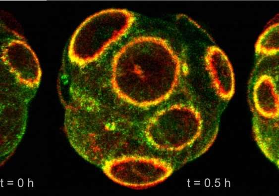 Expanding rings vital for viable embryos