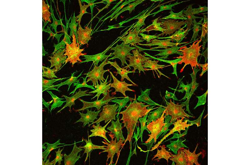 Experimental therapy restores nerve insulation damaged by disease