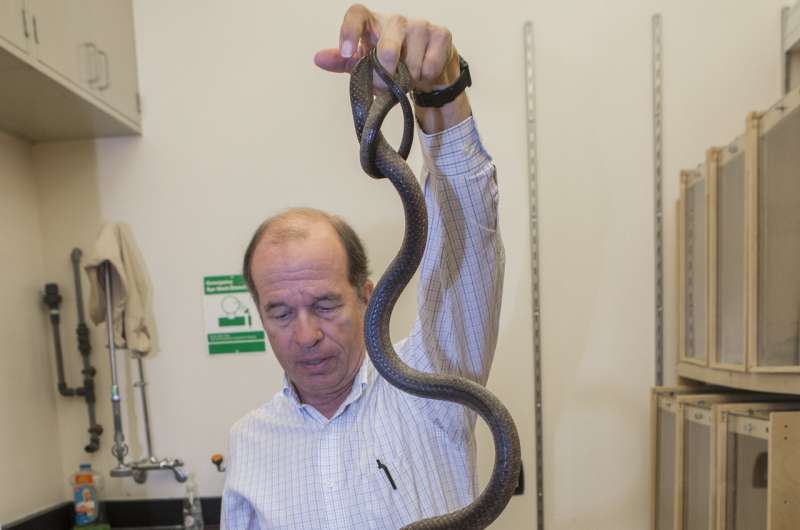 Expert unlocks mechanics of how snakes move in a straight line