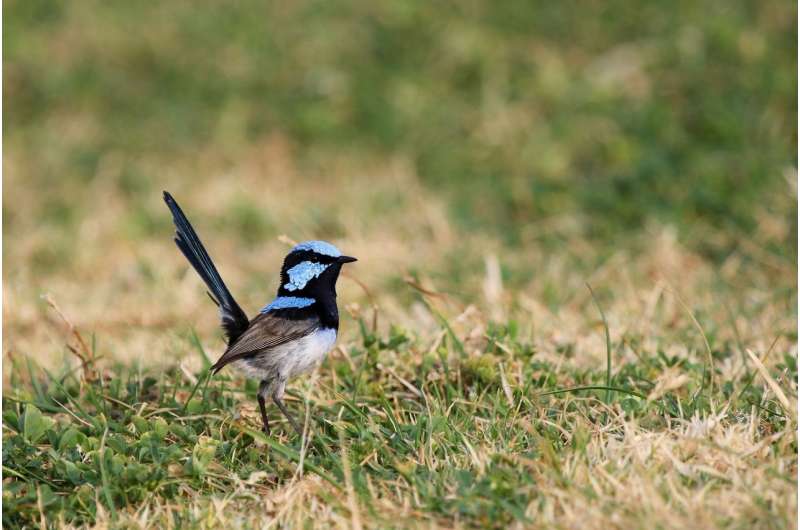 Fairy-wrens learn alarm calls of other species just by listening